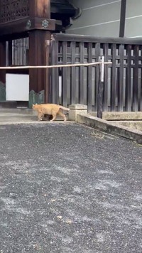 ロープの下を通ったその先は…。 ※荒城祥善さんのX動画より抜粋