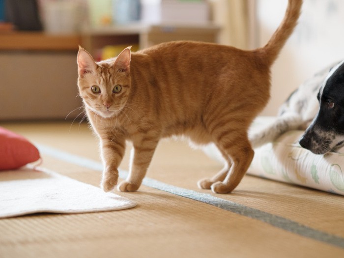 「今回は僕の話も出るんだよ、アネラ」（小林写函撮影）

