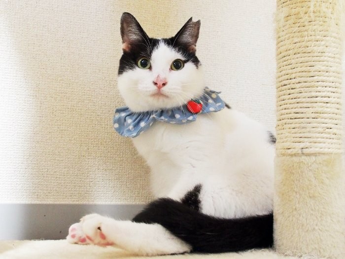 この家では一番新入りなのに、一番「えらそー」なじゅじゅちゃん