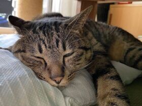 遊び疲れて寝ちゃった猫　首を長くして待つ猫も〈sippoおもしろ写真〉