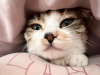 布団のなかで飼い主さんと一緒にお昼寝するネネちゃん（画像提供：パステル三毛猫_ネネさん）