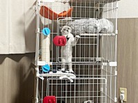 お迎え初日、ケージのなかで二足立ちになって外の様子をうかがうちくわくん