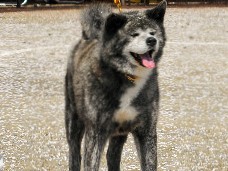 尾の巻き具合も大事　秋田犬の審査会に１７８頭参加