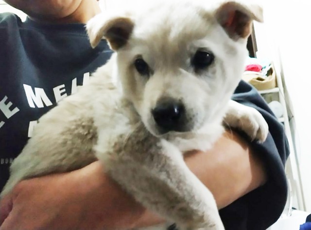 後から保護された仔犬。毛は汚れて灰色に