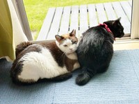 窓辺でニャルソックする（左から）モモちゃんとちょびくん（画像提供：黒猫さん）