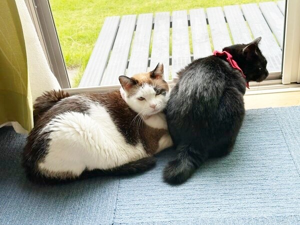 窓辺でニャルソックする（左から）モモちゃんとちょびくん（画像提供：黒猫さん）