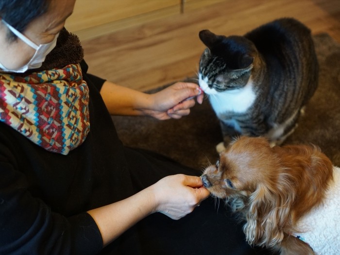 エバンと菜々緒へのちゅーる同時あげ