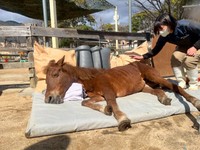 久しぶりの日光浴を満喫するカッピーとそろそろ起きてほしい担当者（神戸市立王子動物園提供）