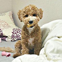 ヒマラヤチーズをくわえるたむくん（画像提供：たむさん） ※無断転載禁止