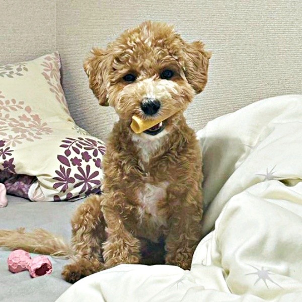 ヒマラヤチーズをくわえるたむくん（画像提供：たむさん） ※無断転載禁止