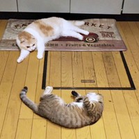 保護主さん宅での一枚。先住猫・モネちゃん（奥）と仲が良かったあんずちゃん（画像提供：アシメEYEあんずさん）