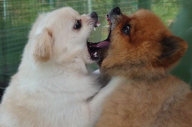 犬にも口論があるってホント？（ぴよりんさん提供）