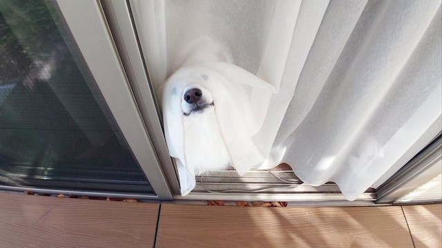 可愛いお化け犬さん、ハロウィンは終わっちゃいましたよ？ （画像提供：くーさんママさん @kukuri_shibainu）