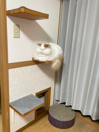 神々しい！ ふわもふのキュートなもけちゃん（画像提供：もけもけ@エキゾチックロングヘアさん）