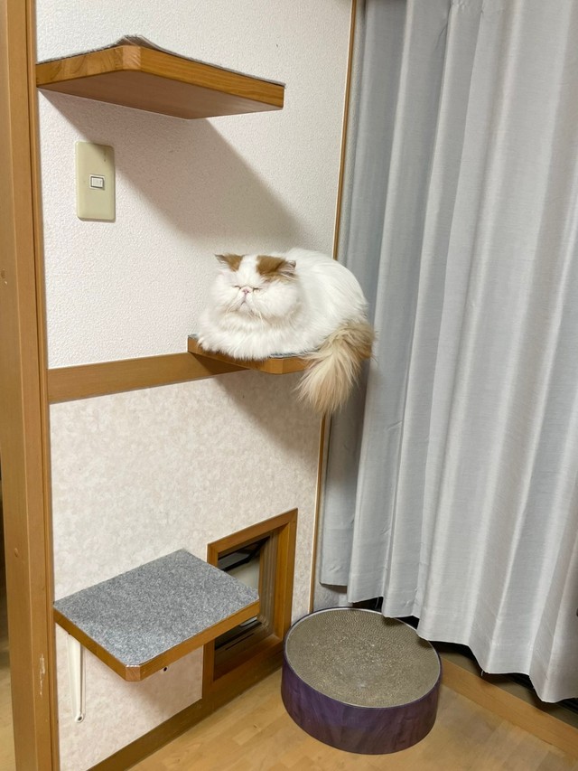 神々しい！ ふわもふのキュートなもけちゃん（画像提供：もけもけ@エキゾチックロングヘアさん）