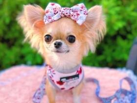 おしゃれなお散歩スタイルでみんなを魅了　ロングコートチワワ「メロディー」