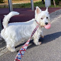 茂みに入ってボールをみつけたタオくん（画像提供：もちもちたおちさん）