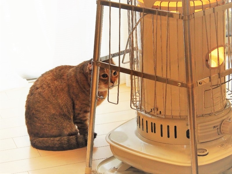 寒い日は、ストーブの前がお気に入り