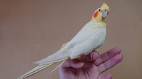 先住のオカメインコ、ハナ。今年3月死去（提供：花沢りん吉さん）