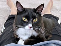 2歳を迎えたぐらくん。飼い主さんの体の上でまったり♡（画像提供：zoes.810さん）