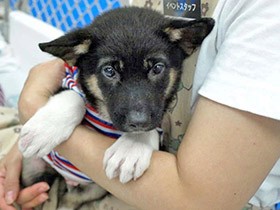 売れにくい犬猫を「保護犬・猫」として譲渡　保護された経緯ないのにそう呼べる？