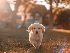 欲しがっても裏切られる。幼い私の経験は、両親の傷にもなっていた