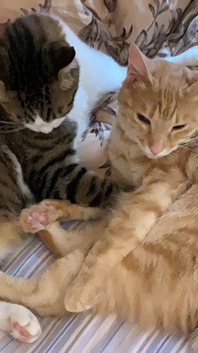 きなこ（右）と兄猫のジャッキー。オス同士で、性格は全然違うが、とても仲がいい