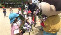 〈新型コロナ〉見頃迎えた菖蒲園が一般開放中止に…市の職員らが地元の学校などに切り花を配布　香川・坂出市