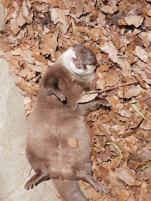 へそ天で寝るカワウソさん（提供：うそったーさん）