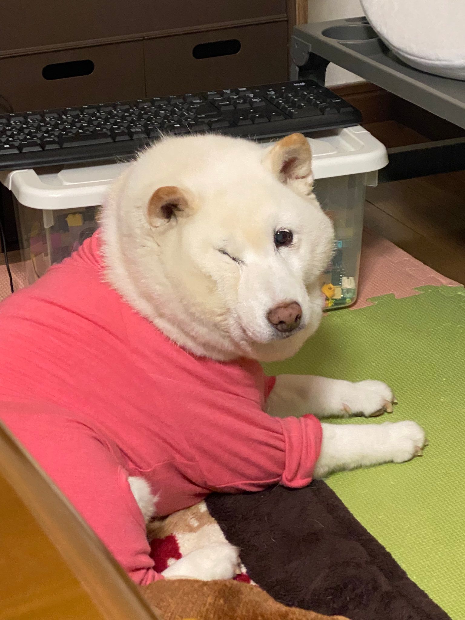 振り向くと顔が数字の10に！愛犬が見せた“奇跡の1枚”にネット民爆笑