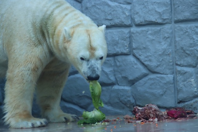 「レタス好きですよ」＝2023.10 日本平動物園