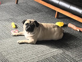 食いしん坊なのに「待て」ができるよ　パグの「たぷ」