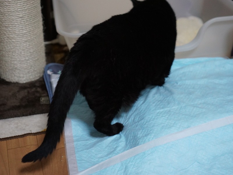 市販の高齢猫対応のトイレは在庫切れ……。とりあえず、スロープもいったん諦め、お手製の台を作ってシーツを敷くと……