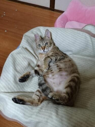 家にきたころの「すもも」