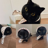 襟巻きにもしてみたにゃ=唐草ミチル@くろよさん（@jacaranda0116）提供