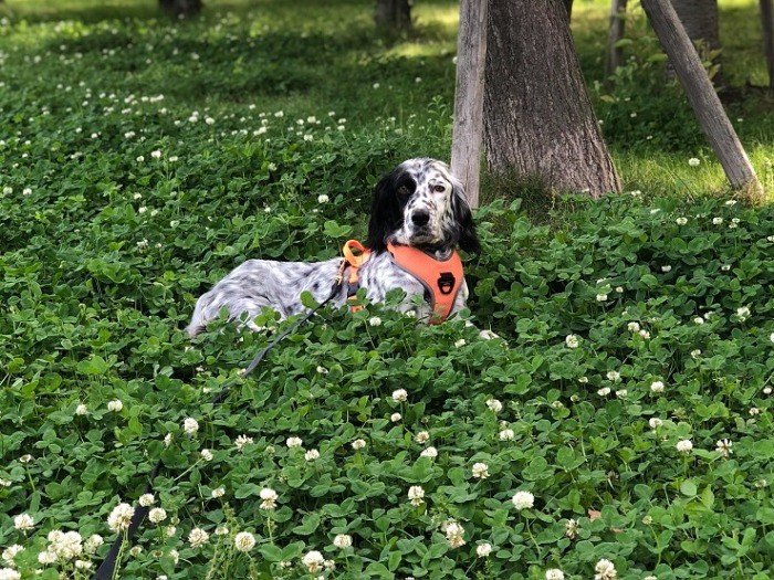 クローバーの中でくつろぐキキ