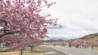 約300mにわたり「河津桜」が見頃に　3月8日・15日は湊川河津桜まつりも　東かがわ市