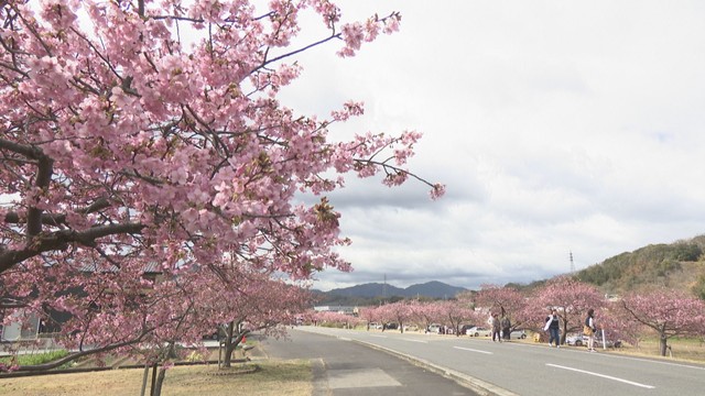 約300mにわたり「河津桜」が見頃に　3月8日・15日は湊川河津桜まつりも　東かがわ市