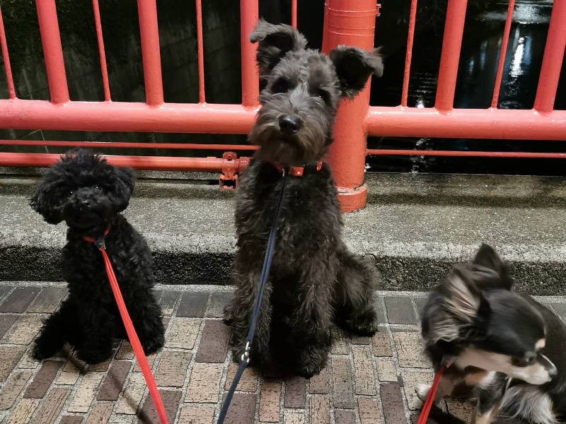 UGの群れの仲間たちとお散歩へ（UG提供）