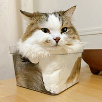 四つ足は真ん中に集中！？ 二度見必至のポーズでくつろぐこむぎくん（画像提供：なごみ処 あずきち＆こむぎさん）.jpg