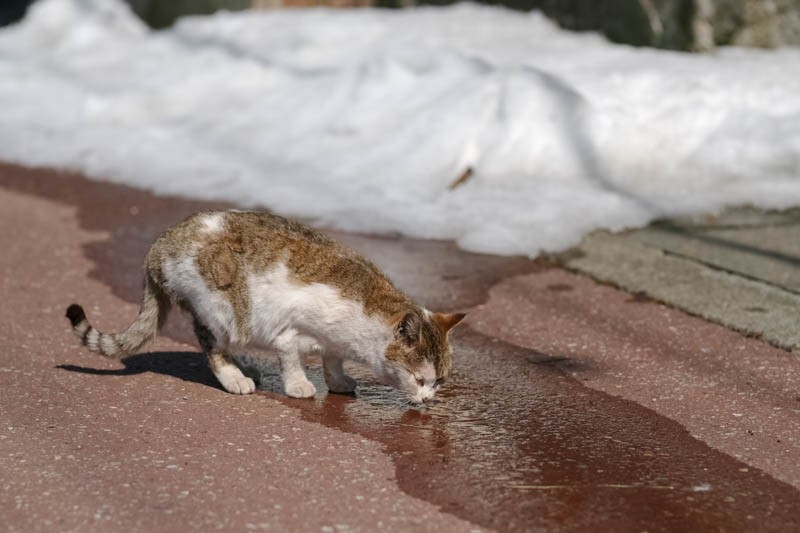 『ゆきねこ』より　(吉田裕吏洋　撮影 / 北海道新聞社)