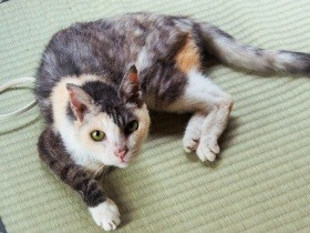絵かきと愛猫の21年間　外からのぞいていた猫に「鍋でも食うか」と誘ったのが始まり