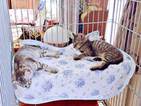 子猫時代、ケージで仲良くくつろぐ（左から）うめちゃん、ふじちゃん（画像提供：燦巻しおんさん）