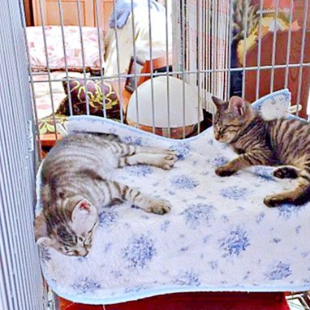 子猫時代、ケージで仲良くくつろぐ（左から）うめちゃん、ふじちゃん（画像提供：燦巻しおんさん）