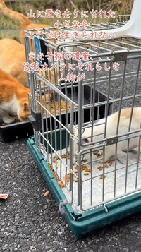無事に保護（「保護猫ちゃろこ」さん提供、Instagramよりキャプチャ撮影）
