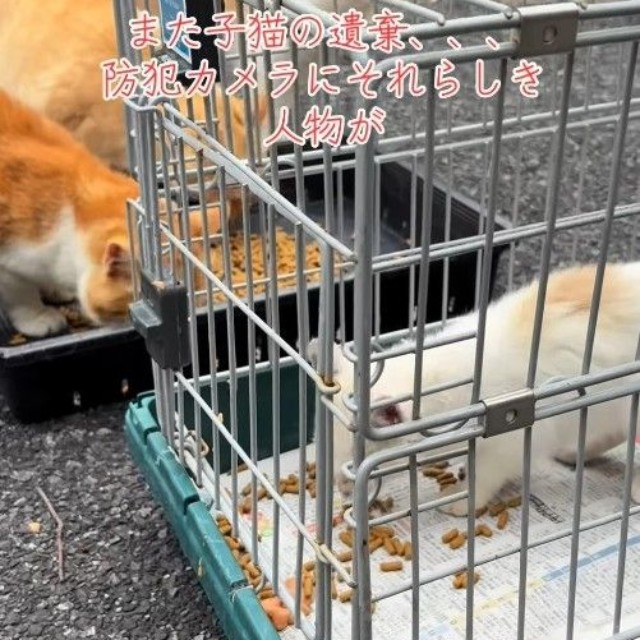 無事に保護（「保護猫ちゃろこ」さん提供、Instagramよりキャプチャ撮影）