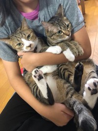 まるで双子のよう＝もずく＆こんぶ（保護猫・姉弟）さん（@mozukon_xiaomao）提供