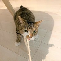 丈夫な紐の引っ張り合いっこは、フェリックスくんが大好きな遊びです。紐を前にすると、野生の顔が出てきます