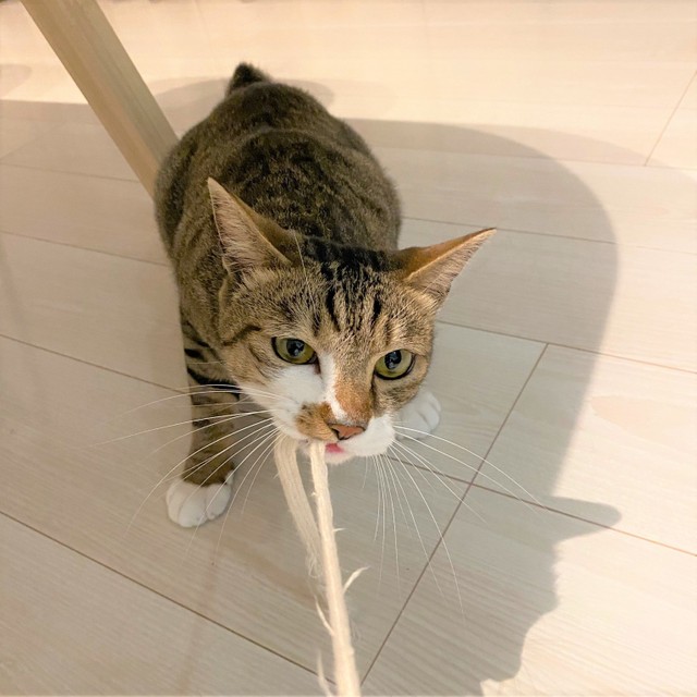 丈夫な紐の引っ張り合いっこは、フェリックスくんが大好きな遊びです。紐を前にすると、野生の顔が出てきます