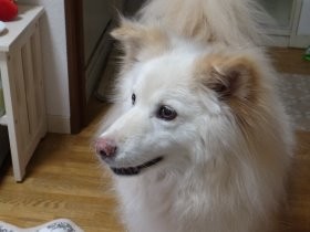 人を怖がって吠える元野犬　根気よく接し、家族の一員に